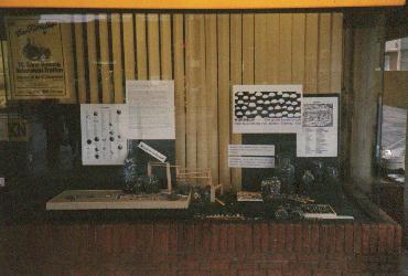 Murmeln im Schaufenster